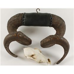 Sheep Horns Wall Hanging & a Small Bear Skull