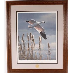 Fine Art Print Entitled "Solitary Snow Goose"