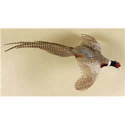 Lot of 2 Bird Prints and 1 Pheasant Wall Mount