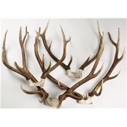 Lot of 4 Elk Antlers