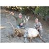 Image 1 : LA-27 RARE 6 DAY FULLY GUIDED 1X1 HUNT FOR ONE HUNTER FOR ONE TULE ELK IN MONTEREY COUNTY, CA