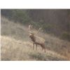 Image 2 : LA-27 RARE 6 DAY FULLY GUIDED 1X1 HUNT FOR ONE HUNTER FOR ONE TULE ELK IN MONTEREY COUNTY, CA