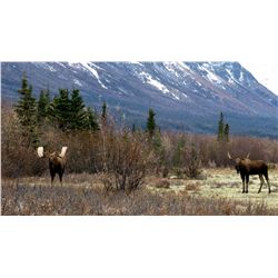 LA-34 FOUR SPECIES IN THE AK WRANGELL-ST ELIAS MTNS - MOOSE OR GRIZZLY, MTN GOAT, BLK BEAR AND WOLF