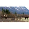 Image 1 : LA-34 FOUR SPECIES IN THE AK WRANGELL-ST ELIAS MTNS - MOOSE OR GRIZZLY, MTN GOAT, BLK BEAR AND WOLF