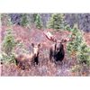 Image 7 : LA-34 FOUR SPECIES IN THE AK WRANGELL-ST ELIAS MTNS - MOOSE OR GRIZZLY, MTN GOAT, BLK BEAR AND WOLF