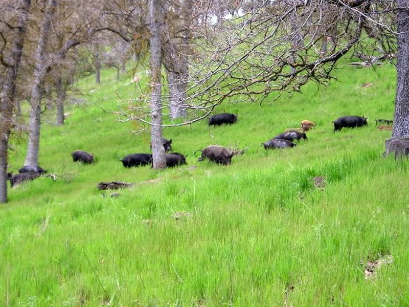 LA-04 TEJON RANCH GUIDED WILD PIG HUNT FOR 2 HUNTERS FOR UP TO 2 NIGHTS