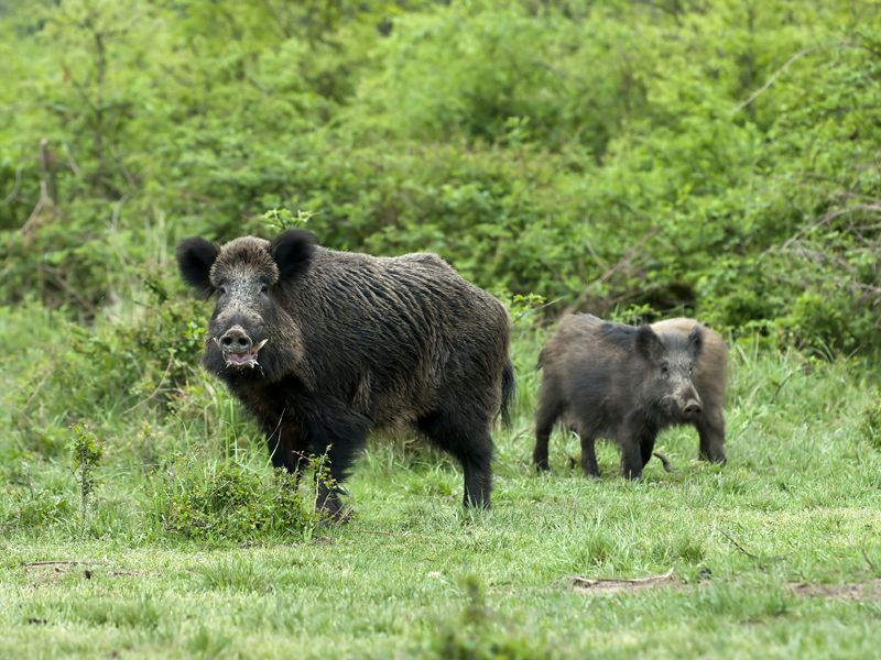 LA-04 TEJON RANCH GUIDED WILD PIG HUNT FOR 2 HUNTERS FOR UP TO 2 NIGHTS