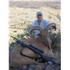 Image 2 : LA-11  4 DAY CENTRAL TEXAS HILL COUNTRY HUNT FOR FREE RANGING AOUDAD WITH POINT BLANK HUNTS