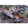 Image 3 : LA-11  4 DAY CENTRAL TEXAS HILL COUNTRY HUNT FOR FREE RANGING AOUDAD WITH POINT BLANK HUNTS
