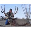 Image 2 : LA-32 COUES DEER WITH DESERT-HUNT/J AND M SAFARIS FOR 10 DAYS / 2 HUNTERS