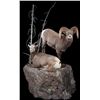 Image 4 : LA-14 SHEEP SHOULDER MOUNT BY MONARCH TAXIDERMY
