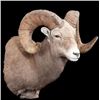 Image 5 : LA-14 SHEEP SHOULDER MOUNT BY MONARCH TAXIDERMY