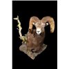 Image 6 : LA-14 SHEEP SHOULDER MOUNT BY MONARCH TAXIDERMY