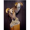 Image 5 : LA-33 PEDESTAL SHEEP MOUNT WITH BASE AND HABITAT BY ERIC GOULD OF ARTISTIC WILDLIFE TAXIDERMY