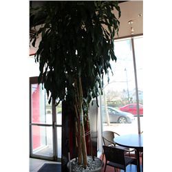 LARGE PLANT