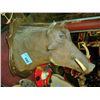 Taxidermied wild boar mount