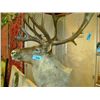 Image 1 : Taxidermied elk head