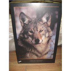 POSTER BOARD PICTURE - GREY WOLF