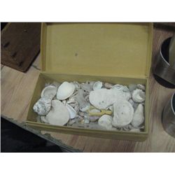 BOX OF SHELLS ETC