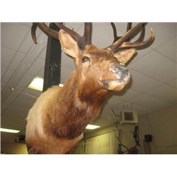 TAXIDERMY ELK HEAD - PROFESSIONALLY DONE - ANTLERS