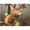 Image 1 : TAXIDERMY ELK HEAD - PROFESSIONALLY DONE - ANTLERS