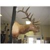 Image 2 : TAXIDERMY ELK HEAD - PROFESSIONALLY DONE - ANTLERS