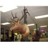 Image 3 : TAXIDERMY ELK HEAD - PROFESSIONALLY DONE - ANTLERS