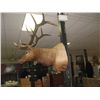 Image 4 : TAXIDERMY ELK HEAD - PROFESSIONALLY DONE - ANTLERS