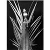 Image 1 : Monde, Els van der,Jasmijn,38,5 x 29 cm,silverprint 2/10 1999,signed on the back , €250-280 105a...