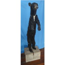 Black bear cub, mounted