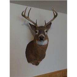 Whitetail deer mount