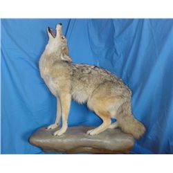 Coyote mount