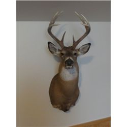 Whitetail deer mount