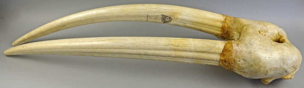 Rare Bull Walrus Tusk with Skull and Ivory Teeth
