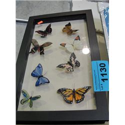 Framed butterfly display