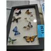Image 1 : Framed butterfly display