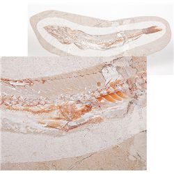 100 Million Year Old Fish With Another Fish in Its Stomach