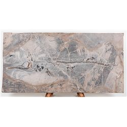 210 Million Year Old Ichthyosaur Aquatic Reptile
