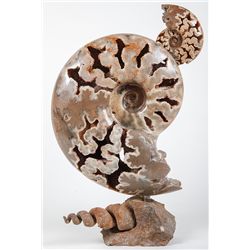 Ammonite Sculpture