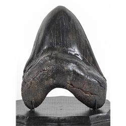 Carcharodon megalodon Shark's Tooth