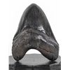 Image 1 : Carcharodon megalodon Shark's Tooth