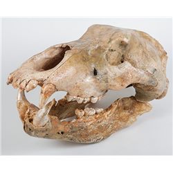 Cave Bear Skull