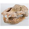 Image 1 : Cave Bear Skull