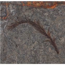 Complete Dinosaur Feather