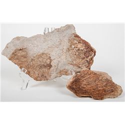 Dinosaur Skin With Soft Tissue