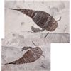 Image 1 : Eurypterids, Sea Scorpions Positive and Negative Slab