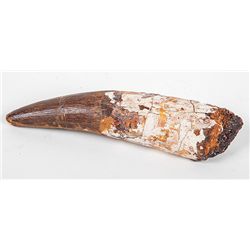 Huge Spinosaurus Dinosaur Tooth