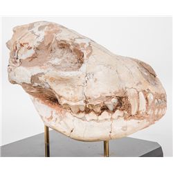 Mammal Hyena Ictitherium Skull