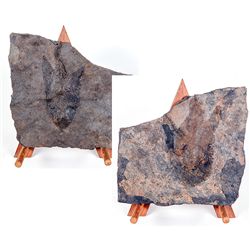 Pair of Positive and Negative Dinosaur Footprints