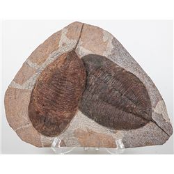 Pair of Rare Large Trilobites
